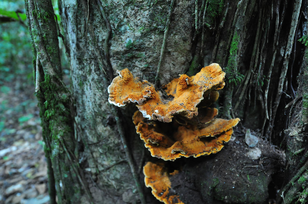 Pousada Do Parque Chapada dos Guimaraes Ngoại thất bức ảnh